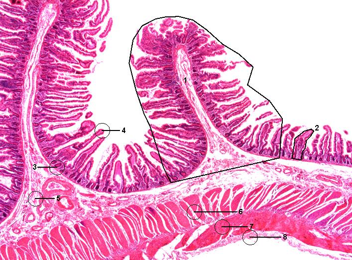 Biology a level coursework help
